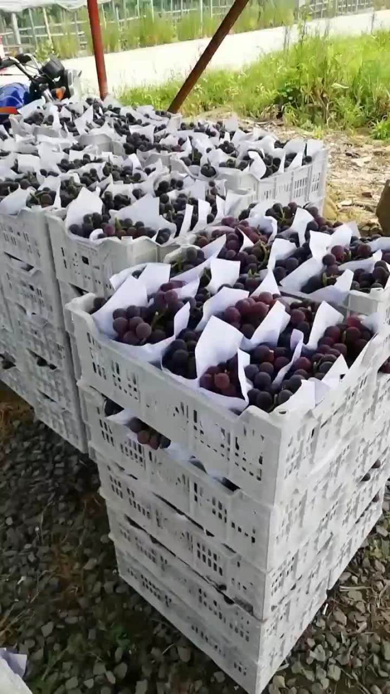 鲜摘葡萄