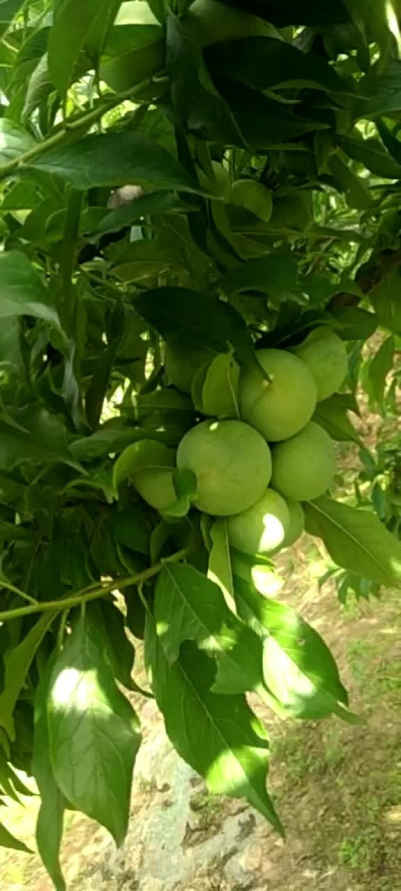 茂汶清脆李正在出售