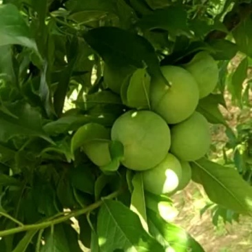 茂汶清脆李正在出售