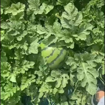 西瓜