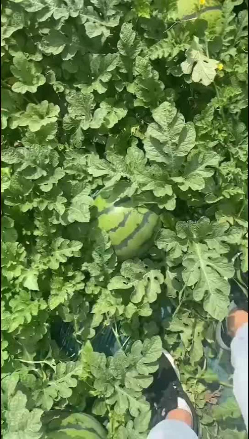 西瓜