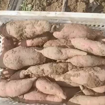 红薯