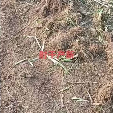 射干射干片鲜射干射干个子河北省保定市安国市