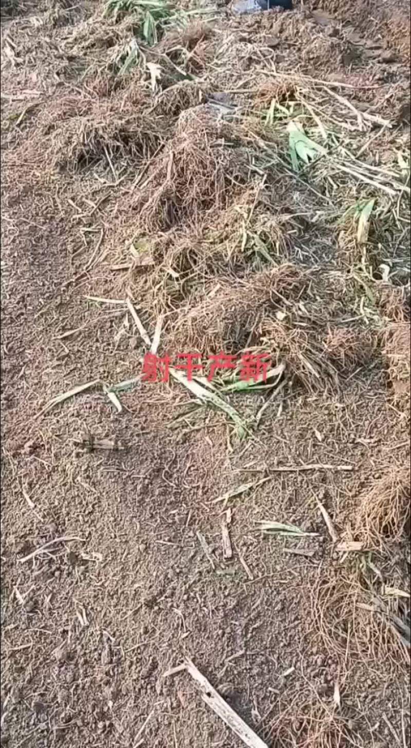 射干射干片鲜射干射干个子河北省保定市安国市