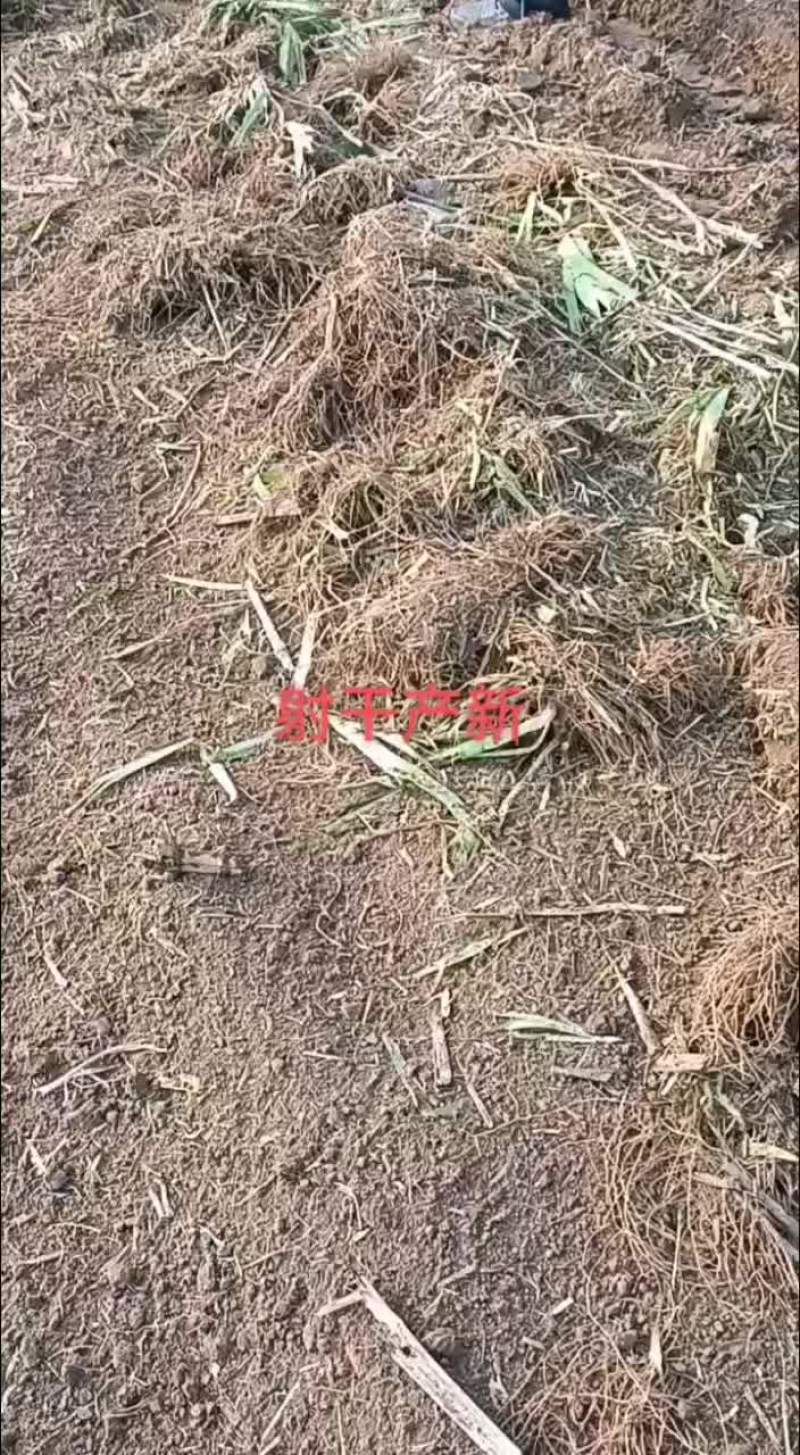 射干射干片鲜射干射干个子河北省保定市安国市
