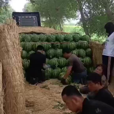 吉林西瓜大量上市需要的联系价格不高