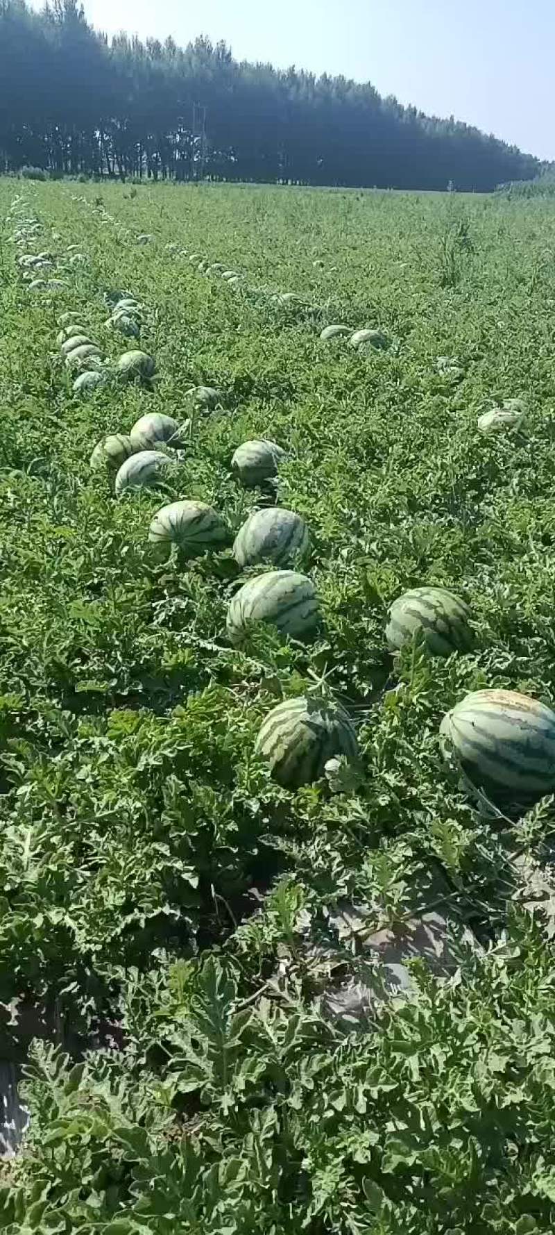 吉林西瓜大量上市需要的联系价格不高