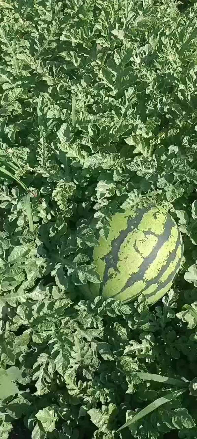 吉林西瓜大量上市需要的联系价格不高