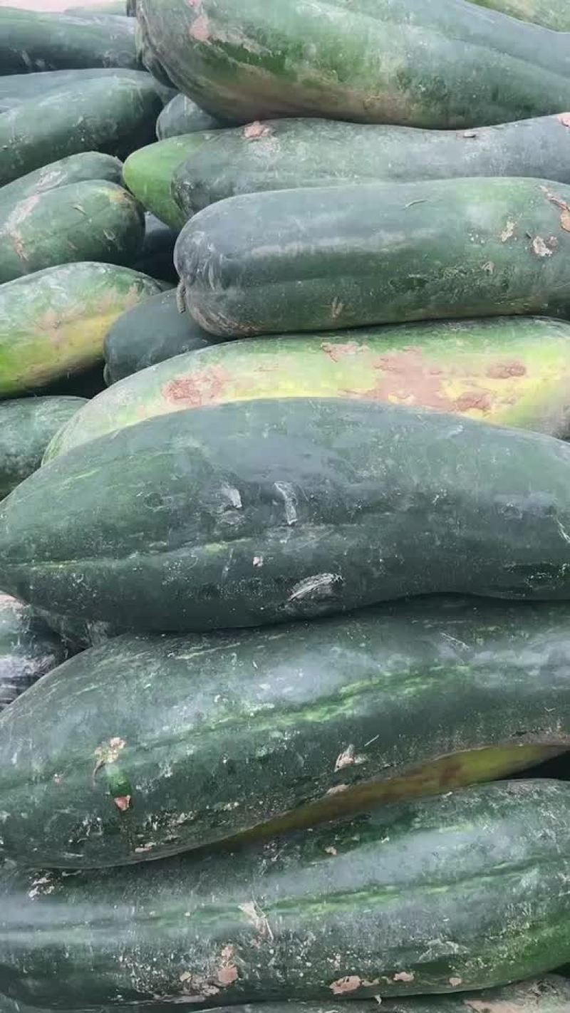 黑皮冬瓜