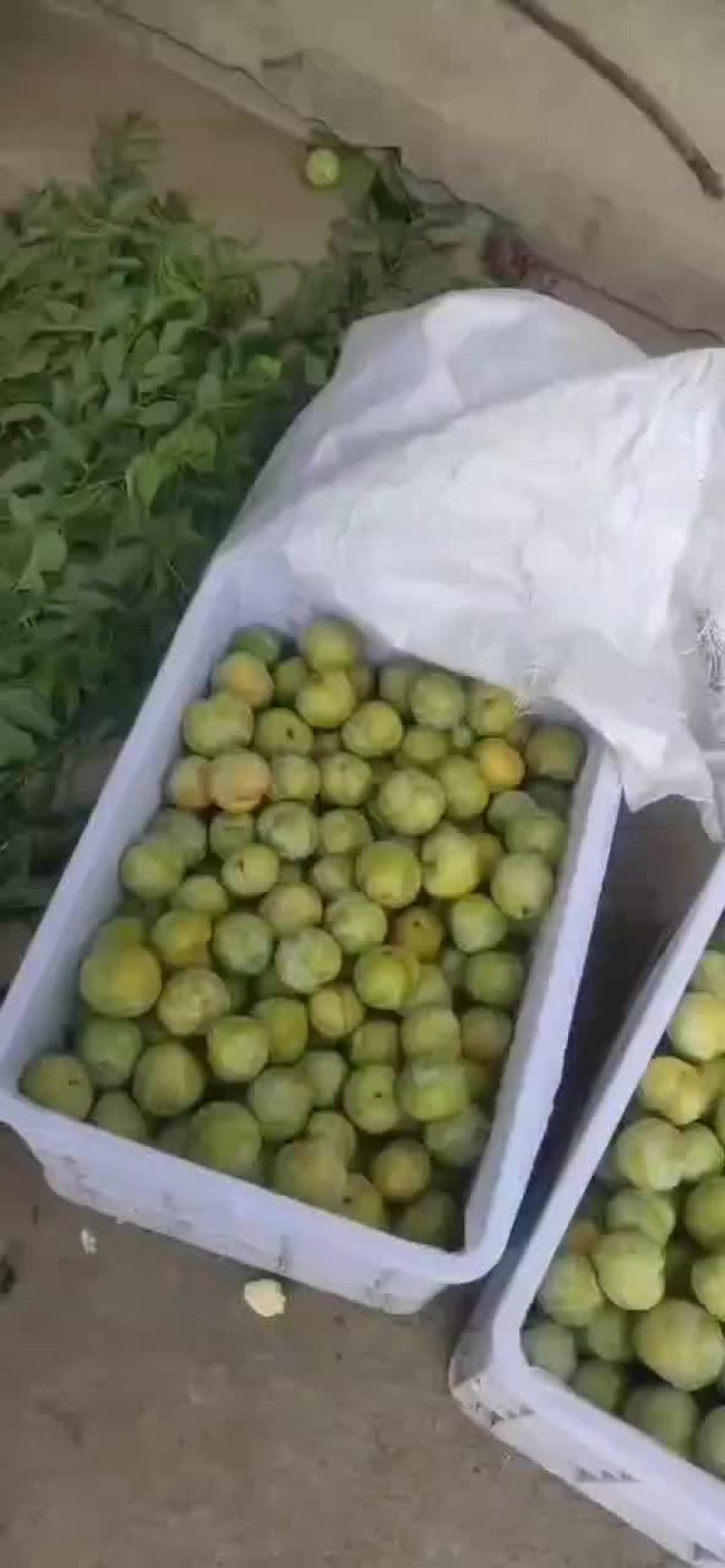 秋姬大上市