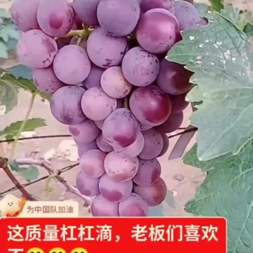 巨峰葡萄马上上市，口感好，果粉好，串大