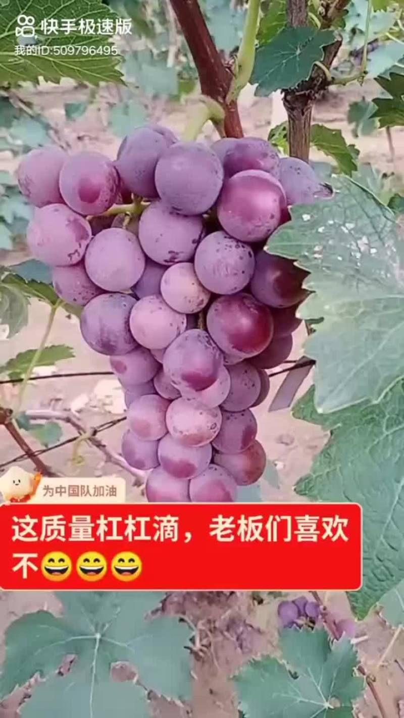 巨峰葡萄马上上市，口感好，果粉好，串大