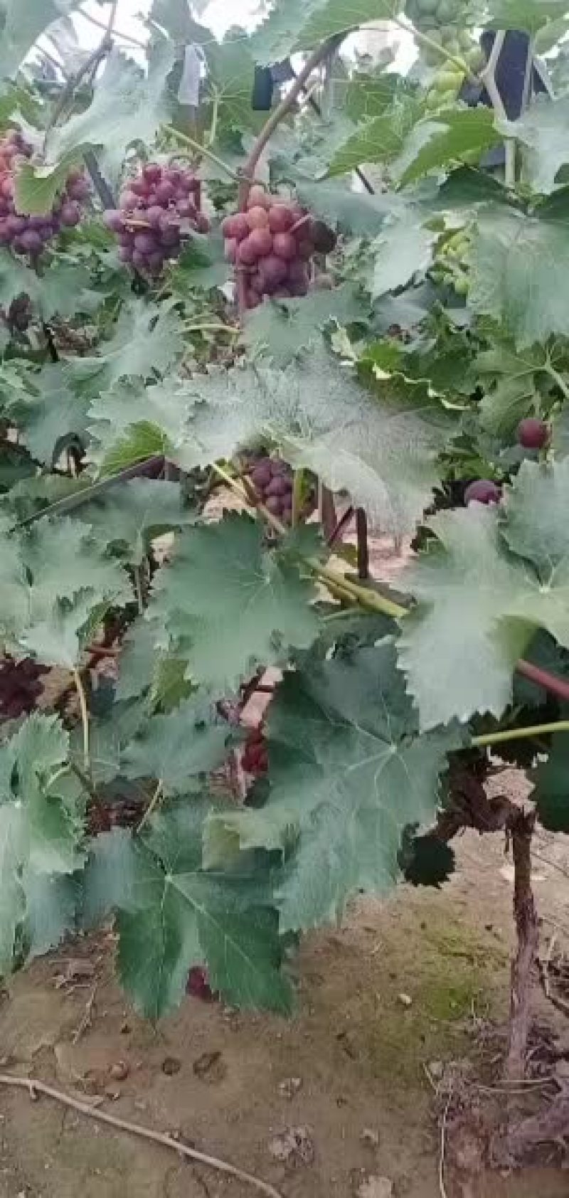 巨峰葡萄马上上市，口感好，果粉好，串大