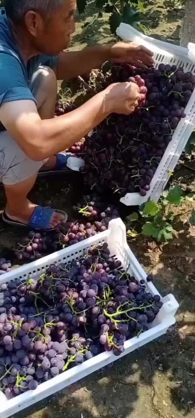 巨峰葡萄马上上市，口感好，果粉好，串大