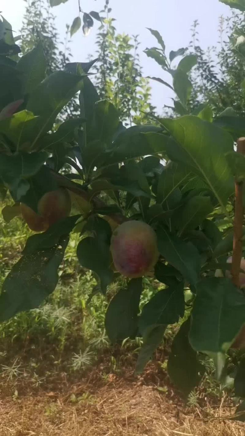 大红袍李子