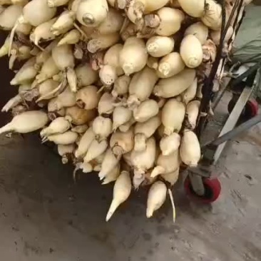莲藕，新鲜白嫩莲藕宝应装车莲藕皮色特别白嫩，个头大藕节圆