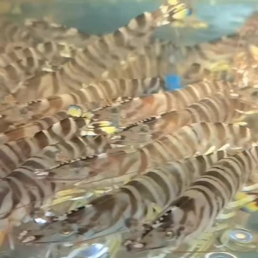 海鲜