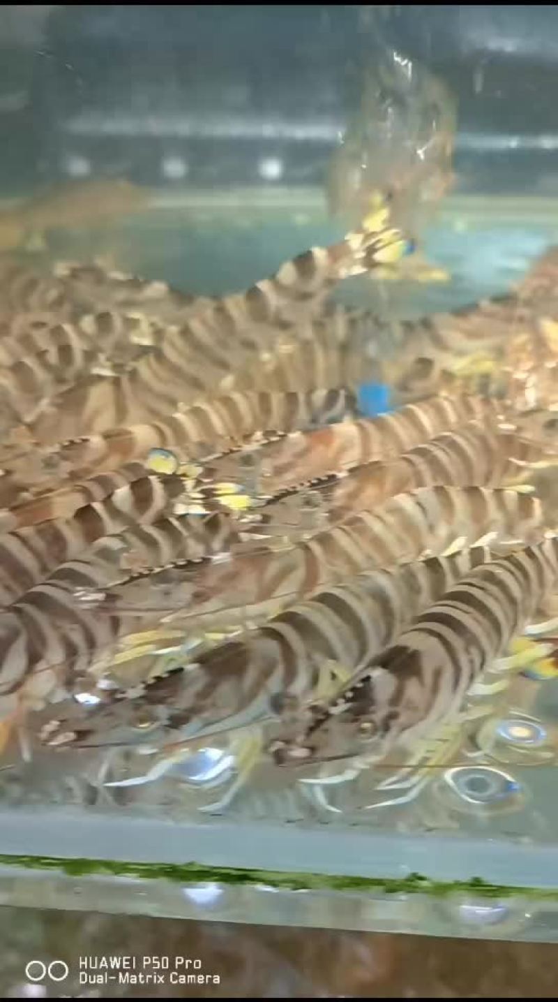 海鲜