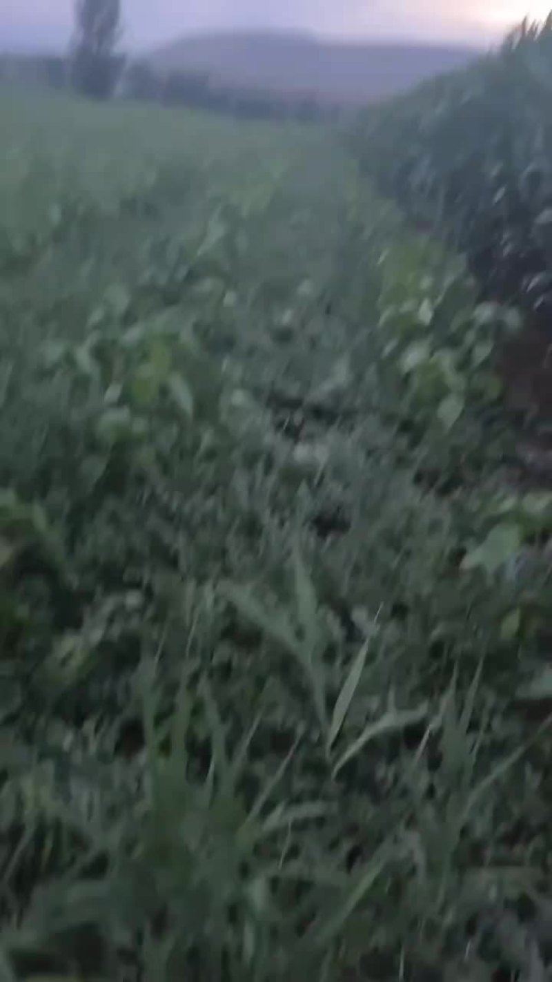 赤峰产区甜王西瓜嘎嘎甜