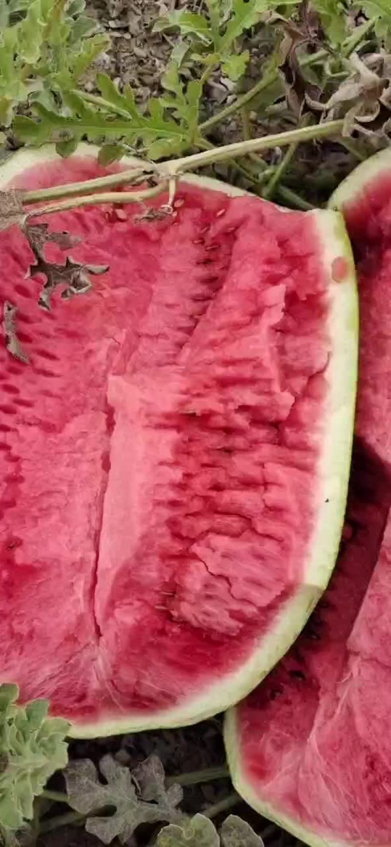 正宗宁夏砂石瓜，，，诚信第一，质量有三包
