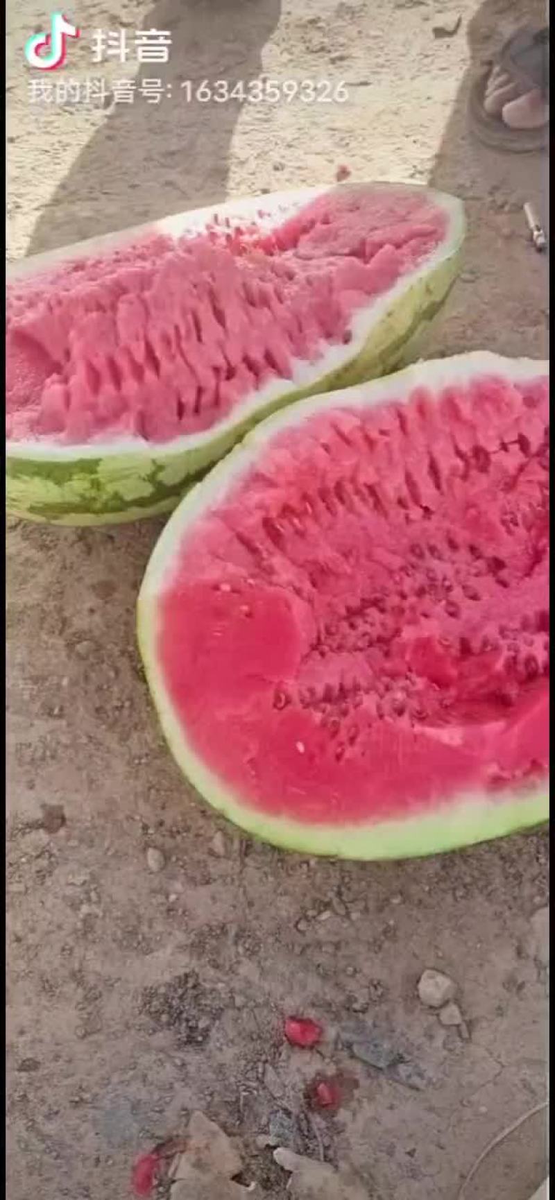 正宗宁夏砂石瓜，，，诚信第一，质量有三包