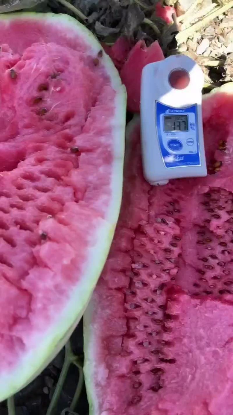 正宗宁夏砂石瓜，，，诚信第一，质量有三包