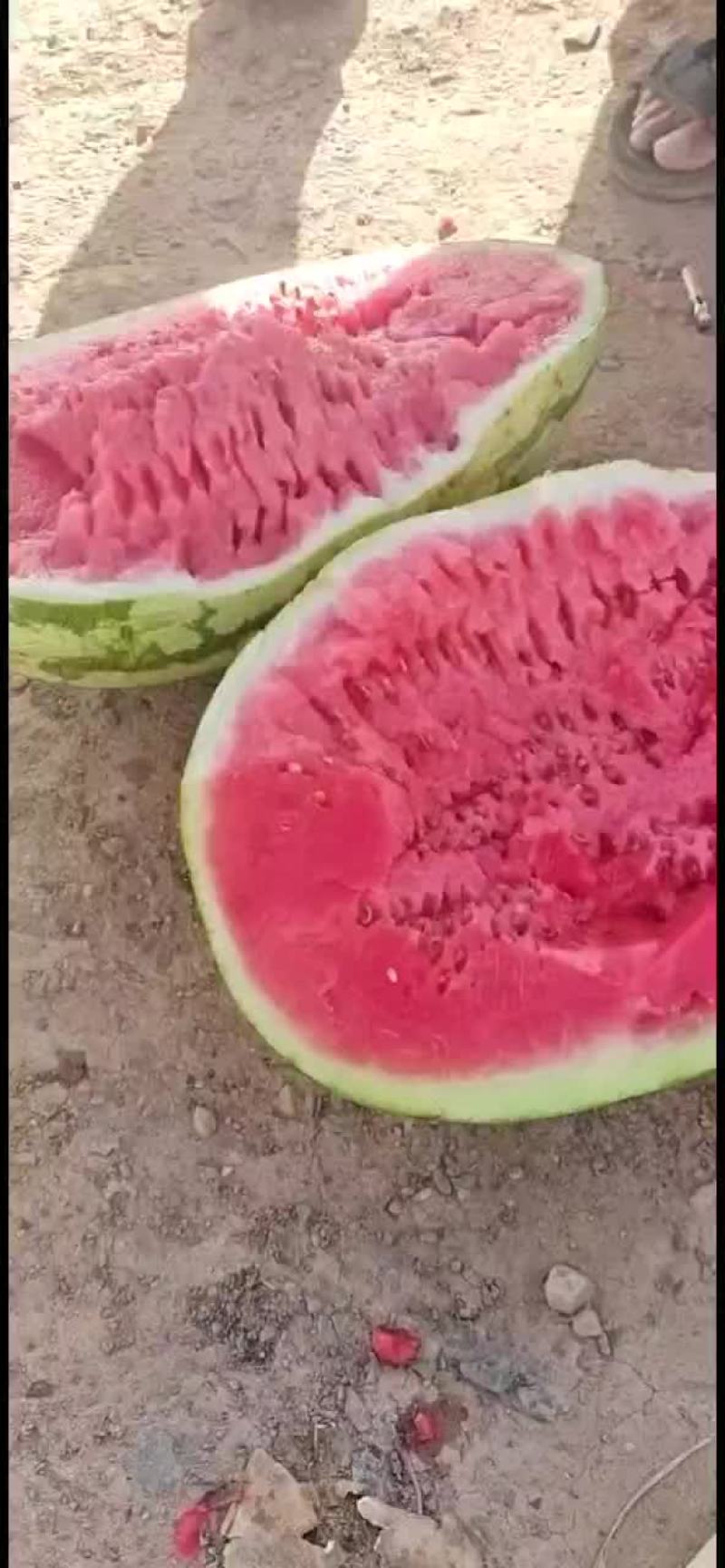 正宗宁夏砂石瓜，，，诚信第一，质量有三包