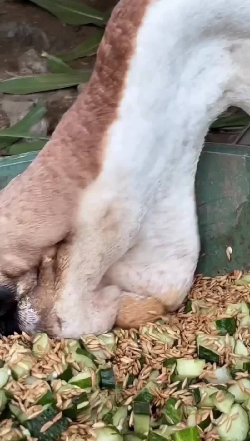 纯种特大种狮头鹅出壳苗脱温苗全国可发货包纯种包活
