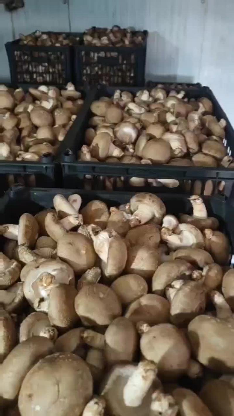 香菇