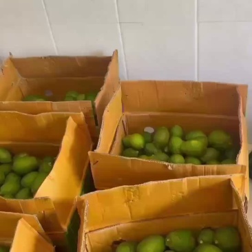 广东香水柠檬一级果