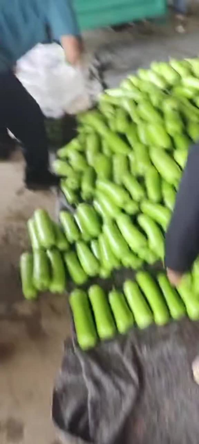 瓠子大量现货，价格便宜，包装人工齐全，质量保证