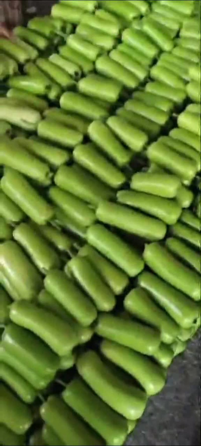 瓠子大量现货，价格便宜，包装人工齐全，质量保证