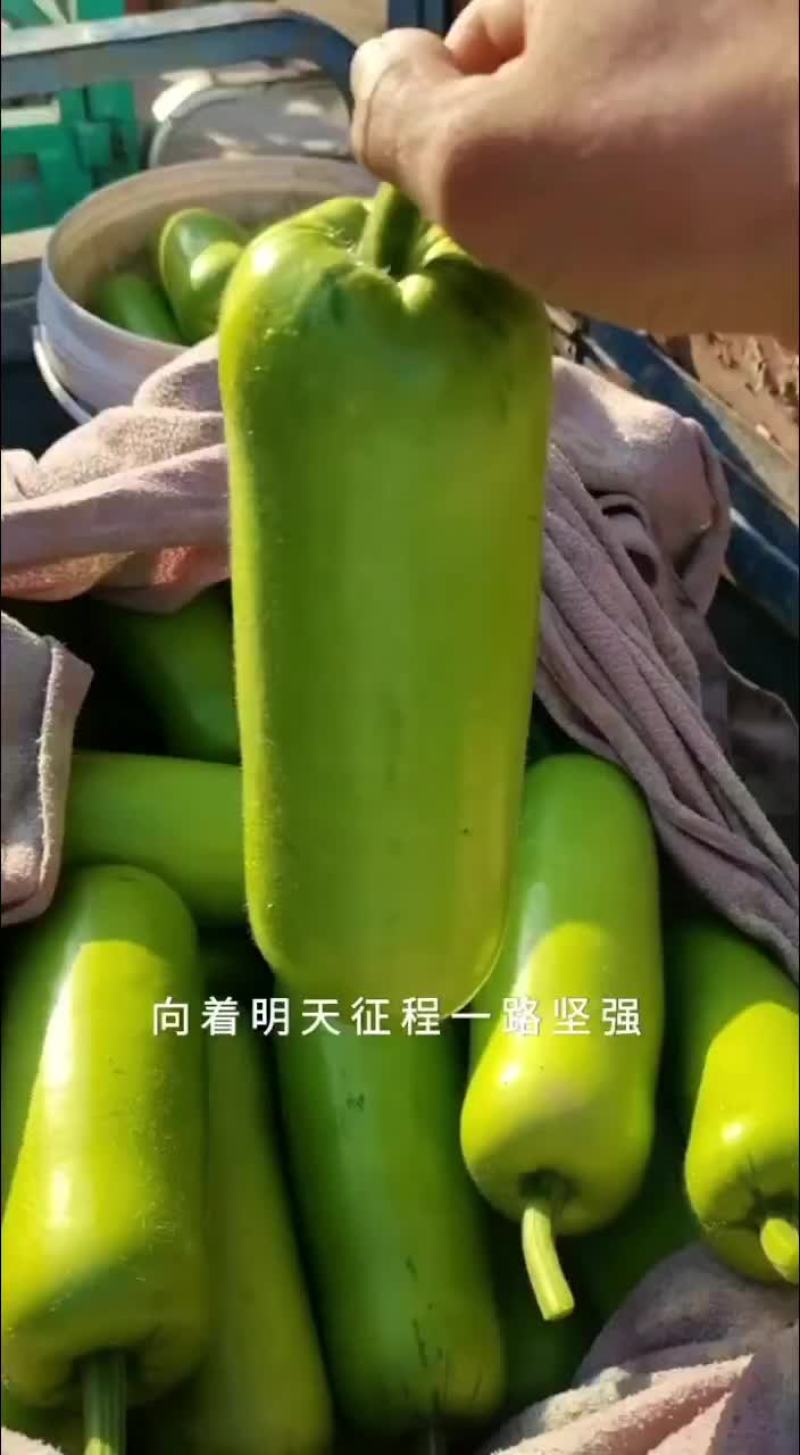 瓠子大量现货，价格便宜，包装人工齐全，质量保证