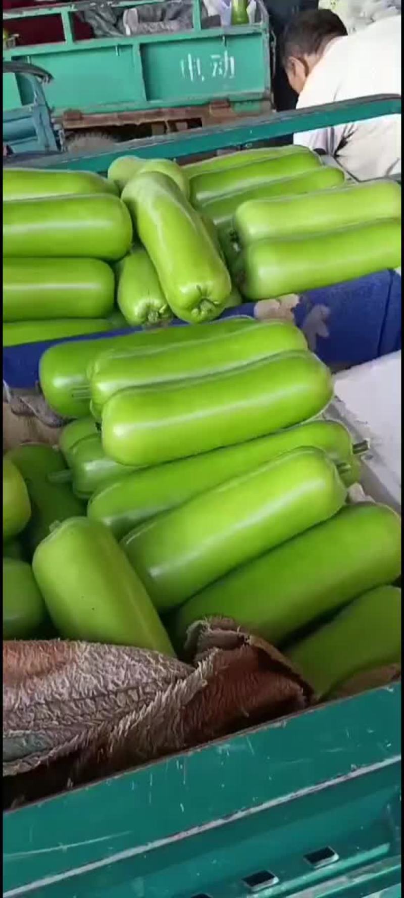 瓠子大量现货，价格便宜，包装人工齐全，质量保证