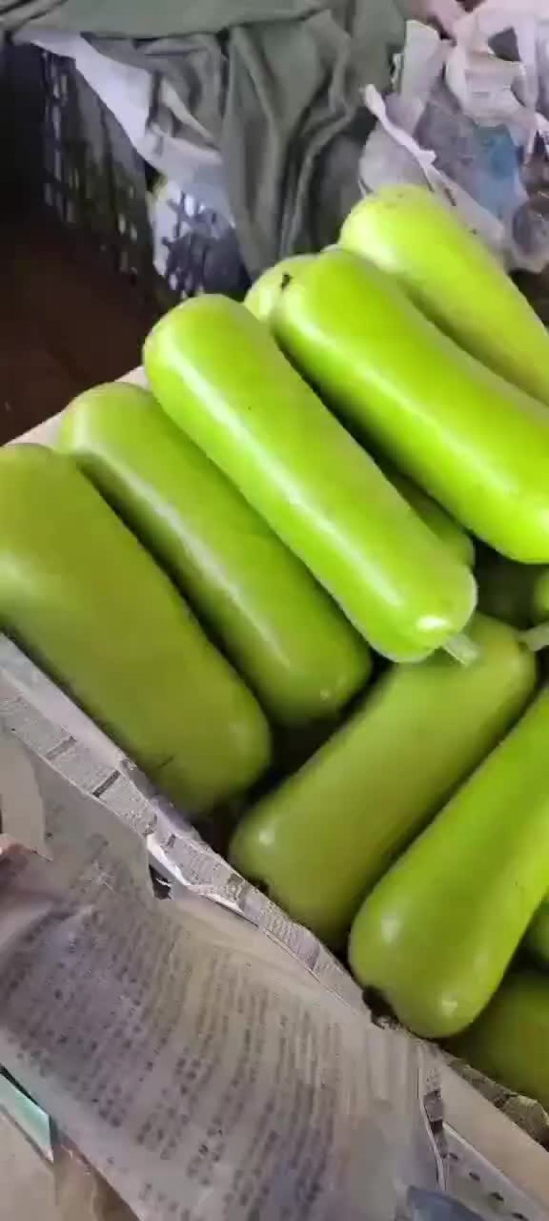 瓠子大量现货，价格便宜，包装人工齐全，质量保证