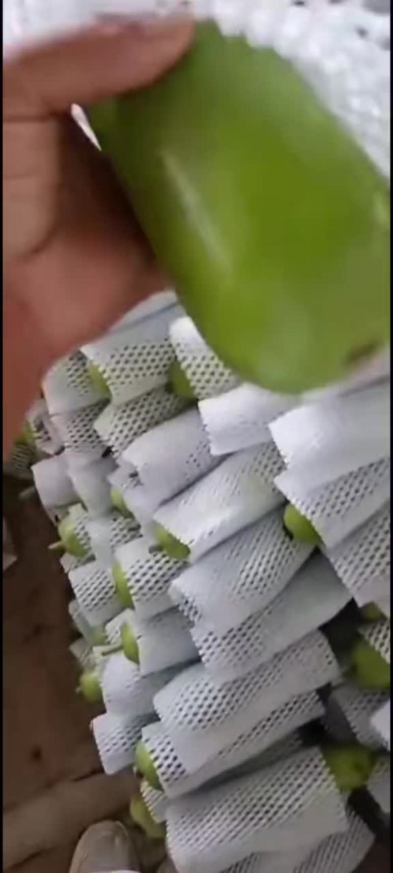 瓠子大量现货，价格便宜，包装人工齐全，质量保证