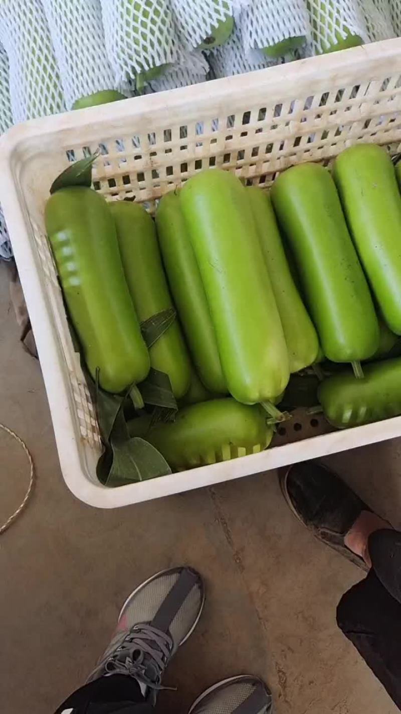 瓠子大量现货，价格便宜，包装人工齐全，质量保证