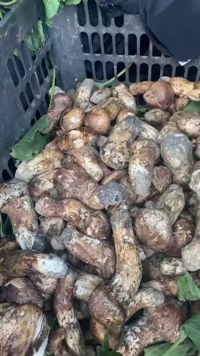 新鲜松茸
