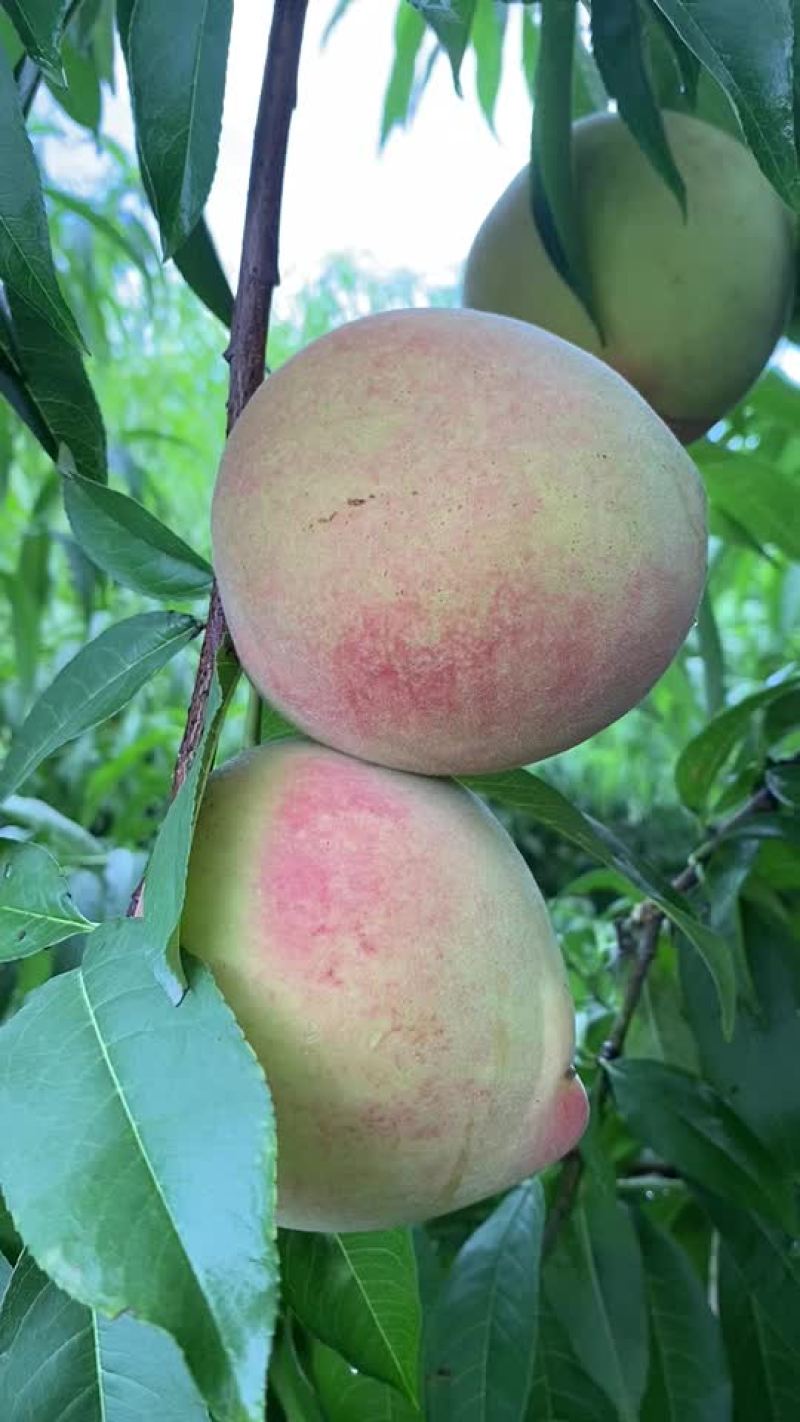 新川中岛水蜜桃