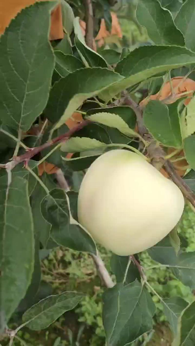 一手货源个大口好