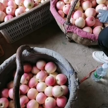 陕西红嘎啦大量上市中