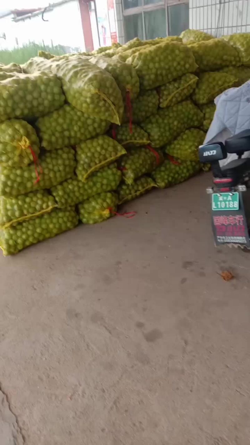 石家庄市赞皇县青皮核桃以大量上市，个大皮薄。