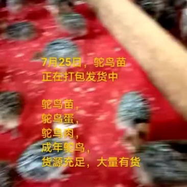 鸵鸟蛋