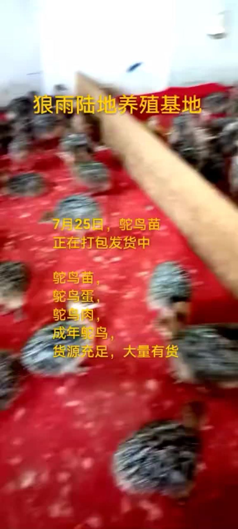 鸵鸟蛋