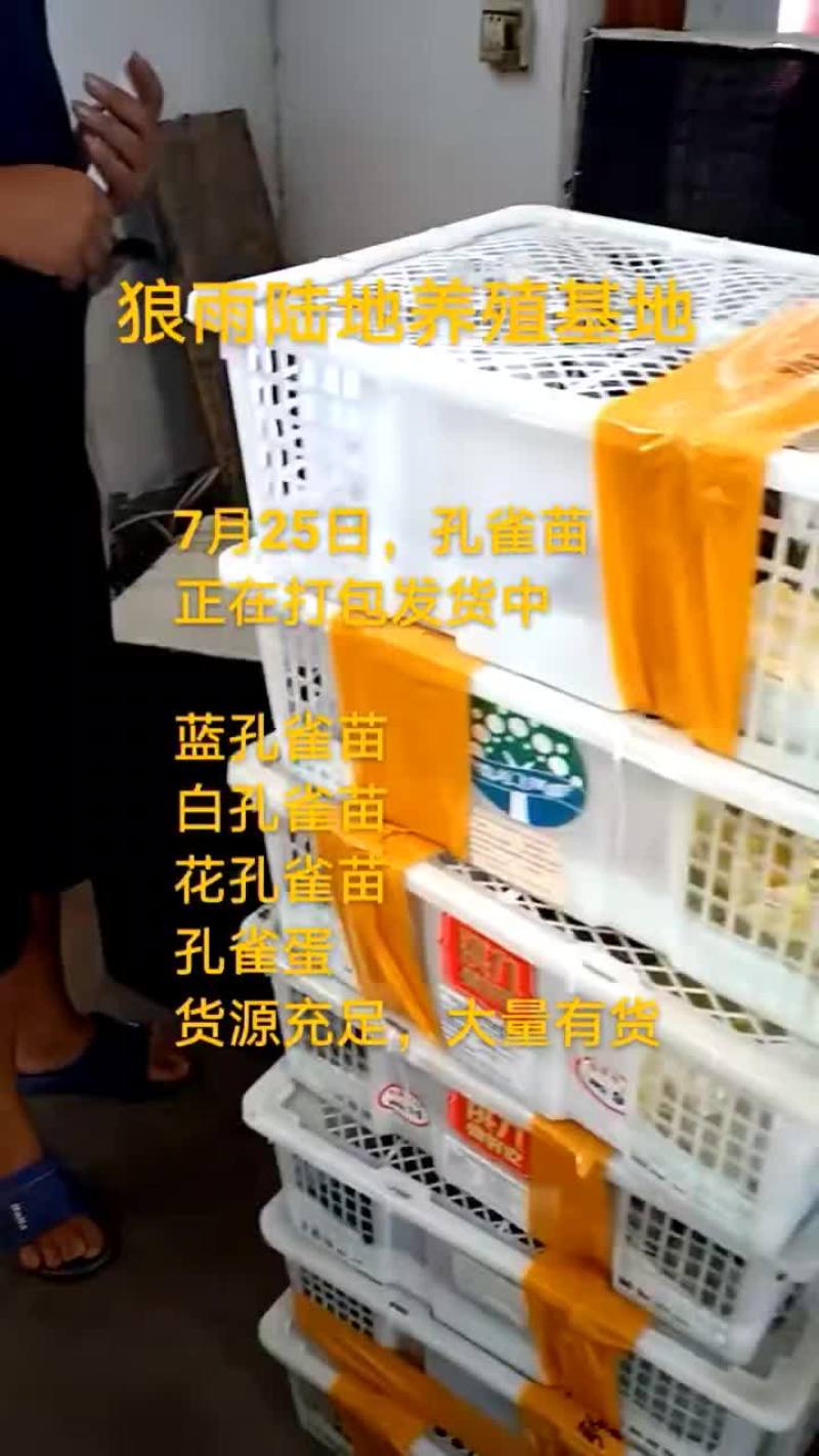 鸵鸟蛋