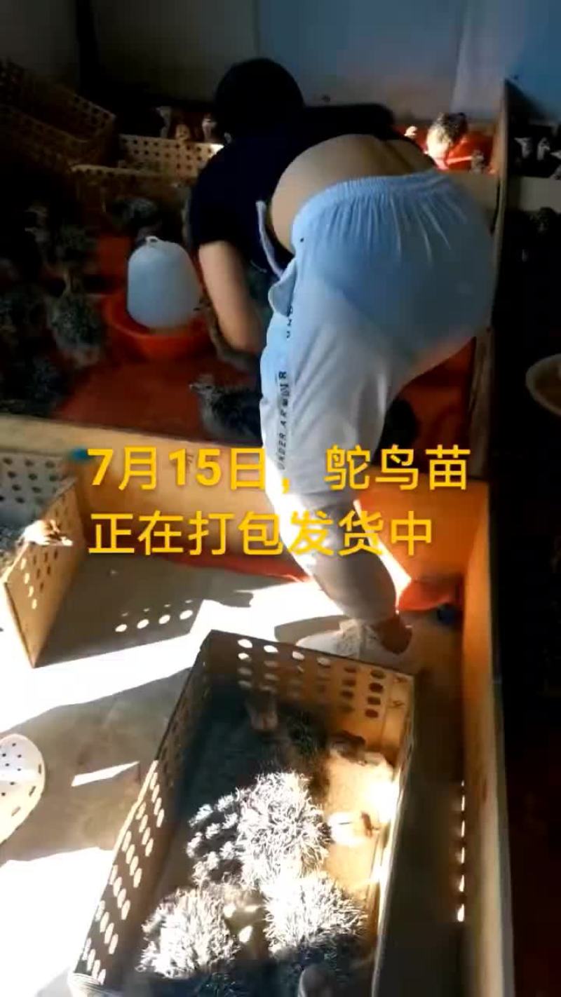 鸵鸟蛋