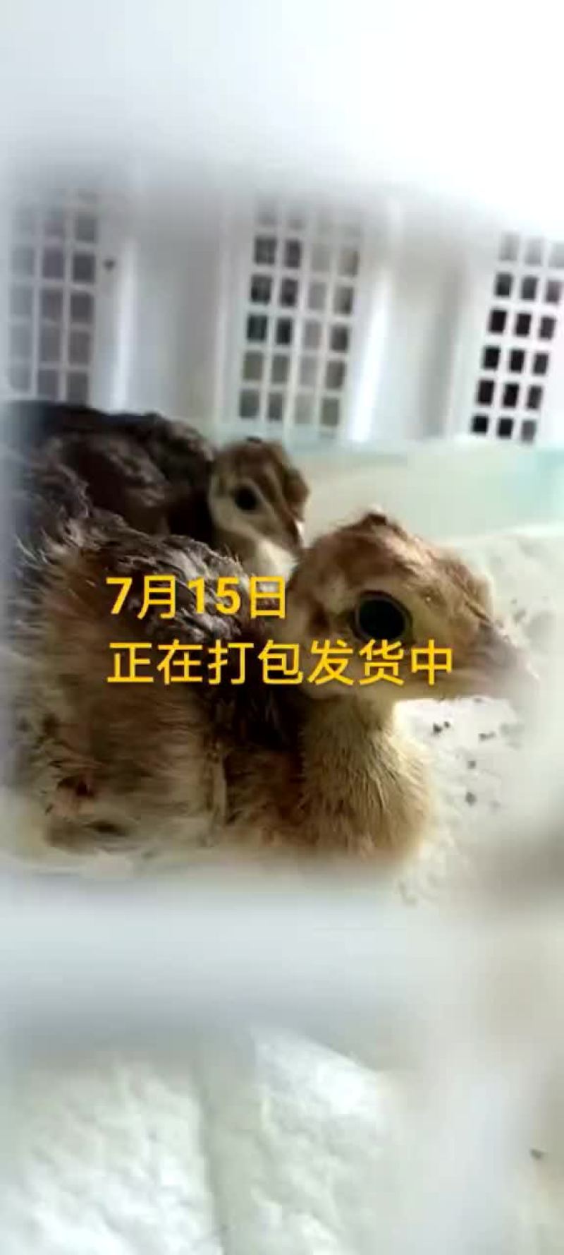 鸵鸟蛋