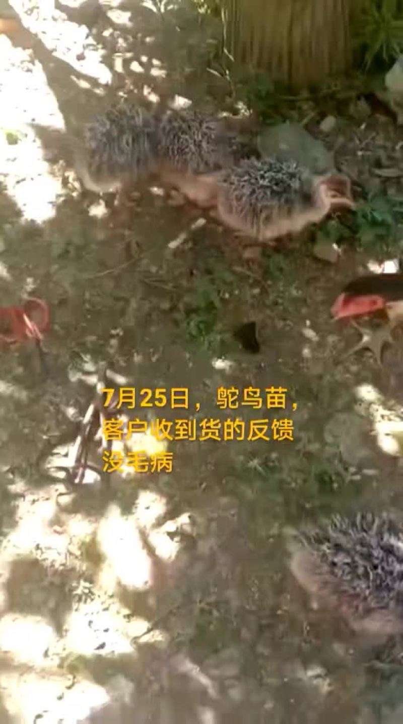 鸵鸟蛋
