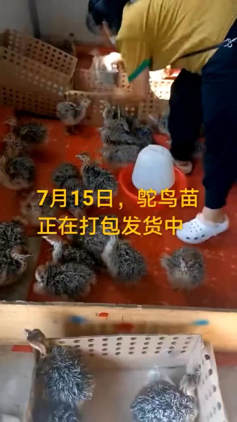 鸵鸟蛋