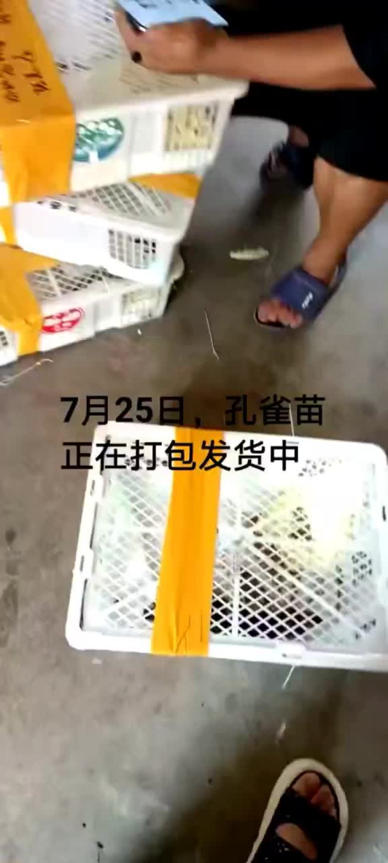 鸵鸟蛋